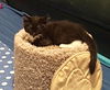 Kitty and Oscar - Bonded Siblings