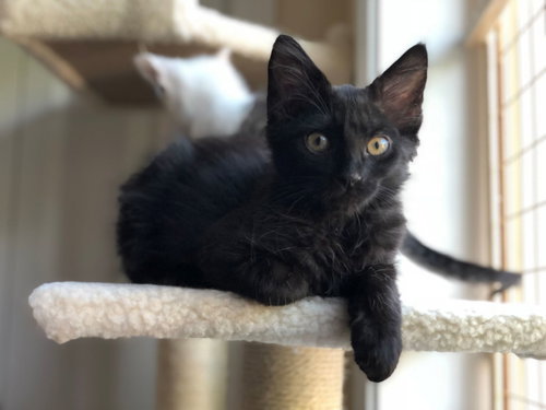 SIMON