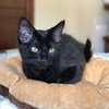 SIMON