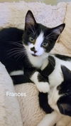FRANCES