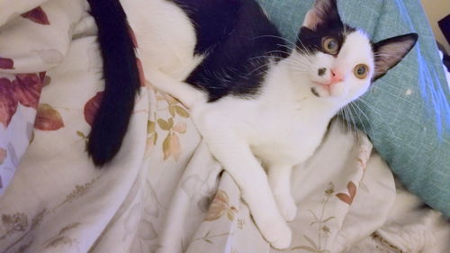 THOMAS