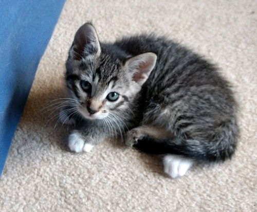 JOSIE and WENDY - Kitten Twins