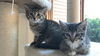 JOSIE and WENDY - Kitten Twins