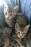 JOSIE and WENDY - Kitten Twins