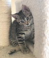 JOSIE and WENDY - Kitten Twins