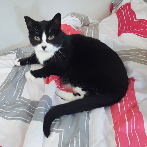 KYLO - Gentle and Friendly young adult male