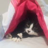 KYLO - Gentle and Friendly young adult male