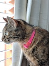 SEDONA - Family Cat