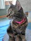 SEDONA - Family Cat