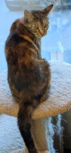 SEDONA - Family Cat