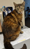 SEDONA - Family Cat