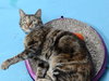 SEDONA - Family Cat