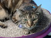 SEDONA - Family Cat