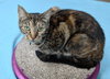 SEDONA - Family Cat