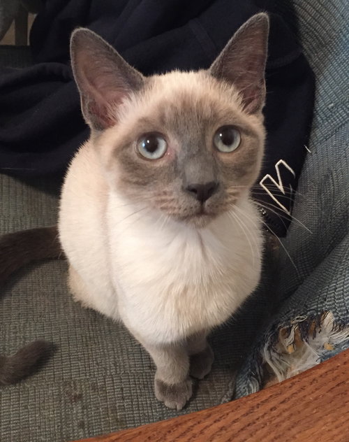 ASIA - Beautiful Siamese Mix