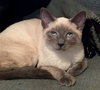 ASIA - Beautiful Siamese Mix