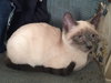 ASIA - Beautiful Siamese Mix