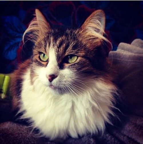 Eliza - Offered by Owner - Senior Maine Coon