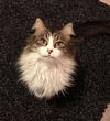 Eliza - Offered by Owner - Senior Maine Coon