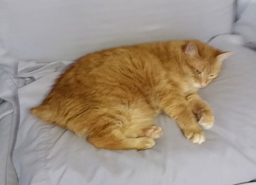 Offered by Owner - SAMANTHA - Senior