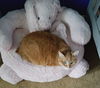 Offered by Owner - SAMANTHA - Senior