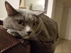 ALLEY & PHOEBE - Offered by Owner - Bonded Sisters