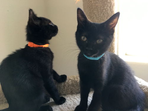 SAPPHIRE AND SCARLETT - Bonded sister kittens