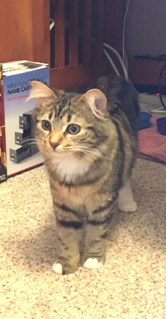 BEE - 6 mo. Maine Coon mix