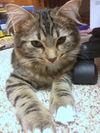 BEE - 6 mo. Maine Coon mix