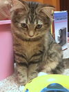 BEE - 6 mo. Maine Coon mix