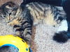 BEE - 6 mo. Maine Coon mix