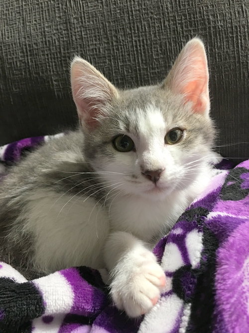 MIA