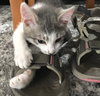 MIA