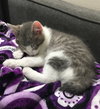 MIA