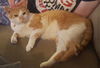 MARLEY - Offered by Owner - Declawed Adult
