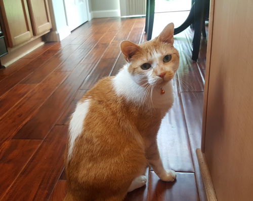 MARLEY - Offered by Owner - Declawed Adult