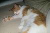 MARLEY - Offered by Owner - Declawed Adult