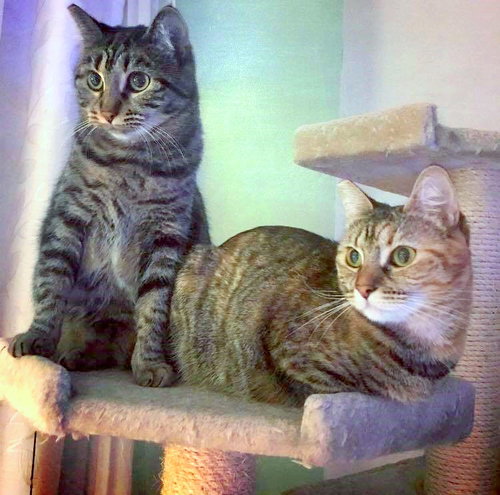 ORCHID and AMELIA - Offered by Owner Sisters