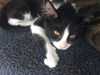 ARTIE (Artichoke) Little Boy needs a Buddy