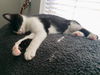 ARTIE (Artichoke) Little Boy needs a Buddy