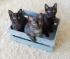 Cole, Daisy, Smokey and Lily