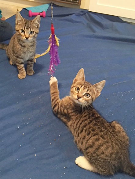 Teagan and Zachary - Kitten brothers