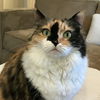 ELLIE - Offered by Owner - Sweet 9-yr old