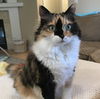 ELLIE - Offered by Owner - Sweet 9-yr old