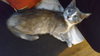 DOODLEBUG (and brother Alaska)