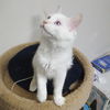 ALASKA (and sister Doodlebug)