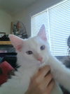 ALASKA (and sister Doodlebug)