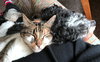 CHRISSY and MARIN - Offered by Owner, love dogs