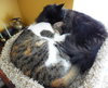 CHRISSY and MARIN - Offered by Owner, love dogs