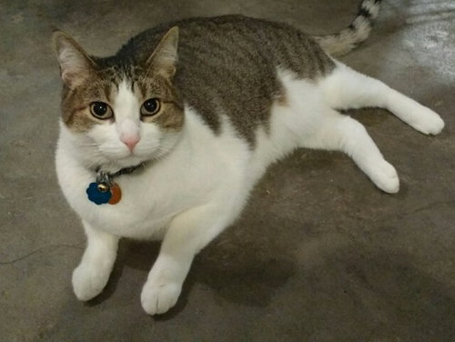 MOLLY - Offered by Owner - Dream Cat